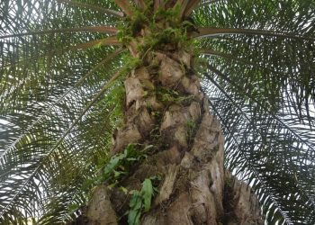 Soal Sawit Indonesia, PM India Janji Beri ‘Treatment’ yang Fair