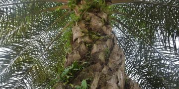 Soal Sawit Indonesia, PM India Janji Beri ‘Treatment’ yang Fair