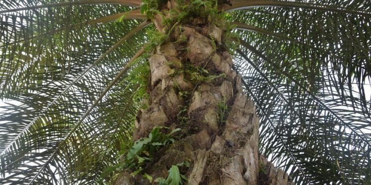 Soal Sawit Indonesia, PM India Janji Beri ‘Treatment’ yang Fair