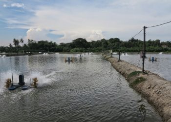 KKP Fokus Tingkatkan Teknologi Tambak Udang Rakyat