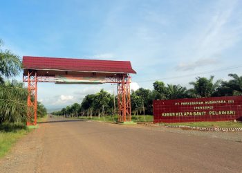 Rugi Rp 605 Miliar, Dirut PTPN XIII: Kami Paling Hancur