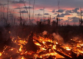 Kebakaran Hutan 2019 Bikin Indonesia Rugi Rp 72 Triliun