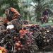 Belanda Dukung RI Produksi Minyak Kelapa Sawit Berkelanjutan