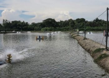 KKP Bangun Klaster Tambak Udang Nasional di Aceh Timur