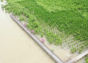 Wisata Mangrove Berkelas Kini Hadir di Singkawang