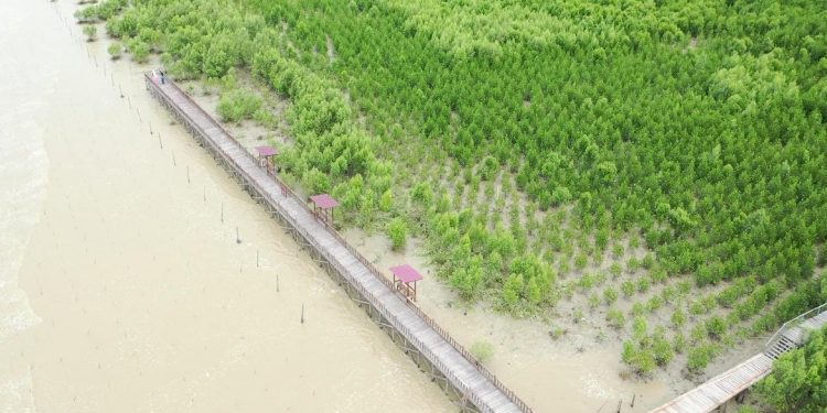 Wisata Mangrove Berkelas Kini Hadir di Singkawang