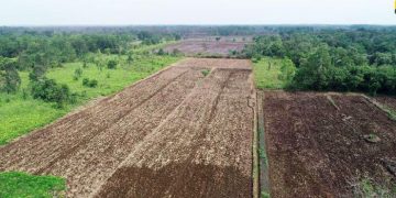 Kendala Sertifikasi Lahan Food Estate