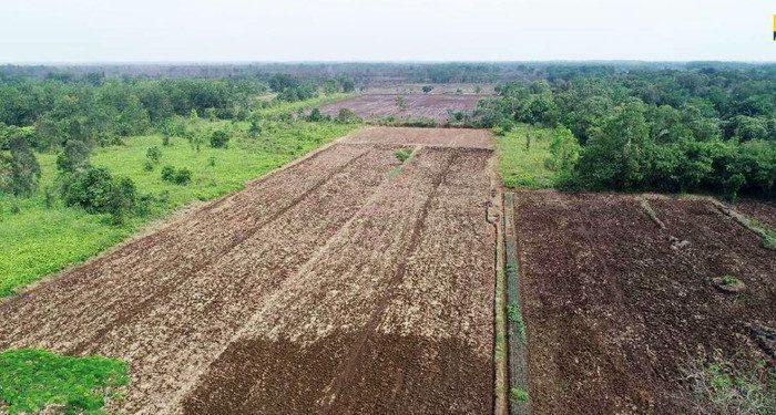 Kendala Sertifikasi Lahan Food Estate