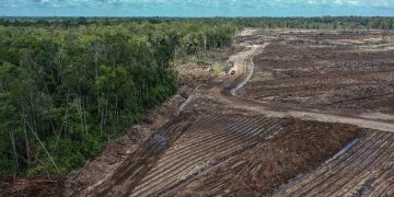 FOTO: Lahan Food Estate di Kalimantan Tengah