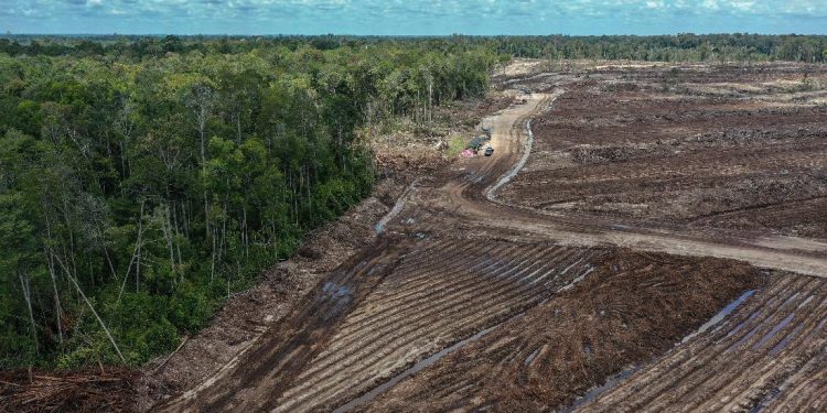 FOTO: Lahan Food Estate di Kalimantan Tengah
