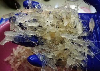 Trenggono Larang Ekspor Benur