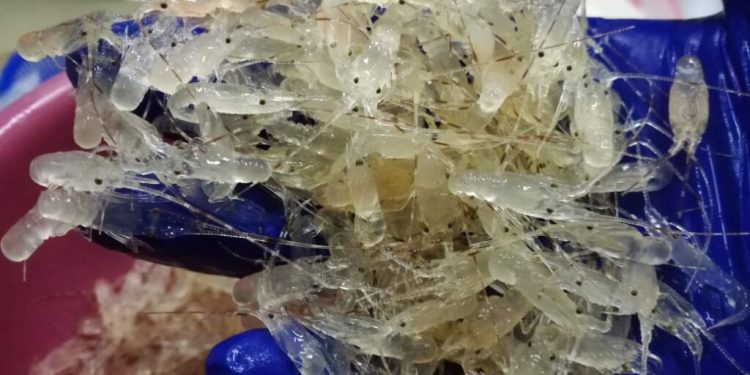 Trenggono Larang Ekspor Benur