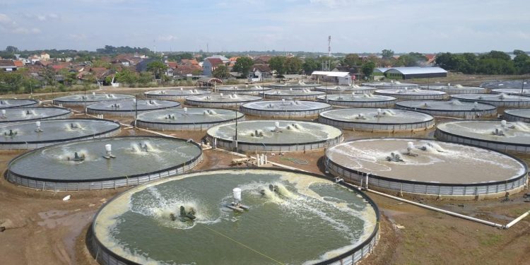 3 Terobosan KKP Genjot Subsektor Perikanan Budidaya