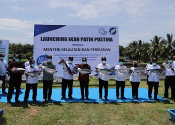 Keunggulan Patin Pustina Bisa Dorong Peningkatan Ekonomi