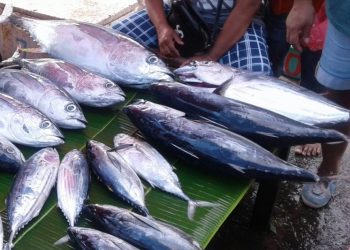 Ekspor  Ikan Segar dari Aceh ke Jawa Naik Selama Covid