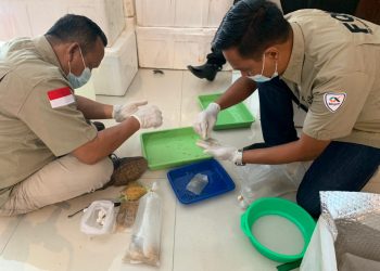 TNI AL Gagalkan Penyelundupan Benur Bernilai Miliaran Rupiah