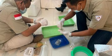 TNI AL Gagalkan Penyelundupan Benur Bernilai Miliaran Rupiah