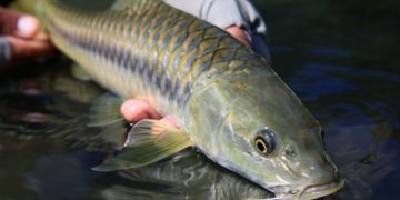 KKP Rintis Kampung Ikan Dewa di Sumedang