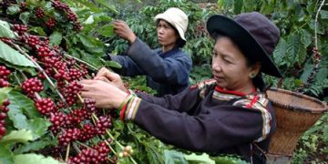 Vietnam Lockdown, Dunia Terancam Kurang Kopi