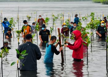 Jokowi Akui Indonesia Miliki Hutan Mangrove Terluas di Dunia