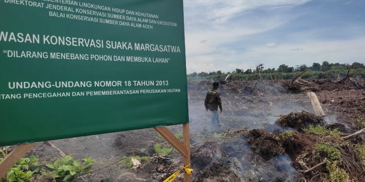 Perambahan Suaka Margasatwa Rawa Singkil Tak Terkendali
