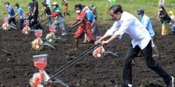 Jokowi Minta Mentan dan Pemda Genjot Produktivitas Pertanian Papua Barat