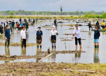 Jokowi Targetkan Rehabilitasi 600 Ribu Ha Mangrove dalam 3 Tahun