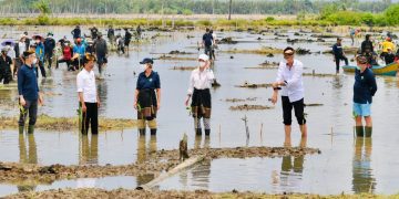 Jokowi Targetkan Rehabilitasi 600 Ribu Ha Mangrove dalam 3 Tahun