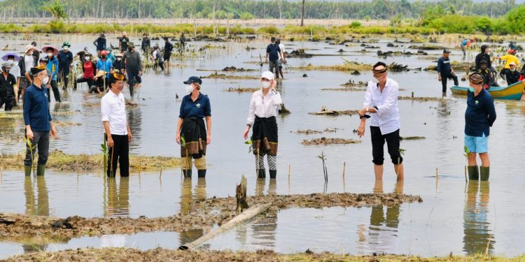Jokowi Targetkan Rehabilitasi 600 Ribu Ha Mangrove dalam 3 Tahun
