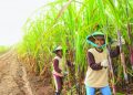 RNI Ajak Milenial Jadi Petani Tebu