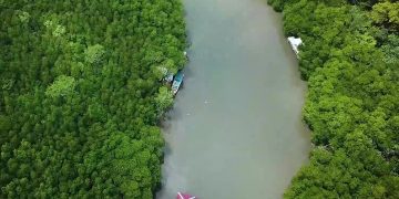 Suak Parak Belitung, Dewi Bahari Penyimpan Cadangan Karbon