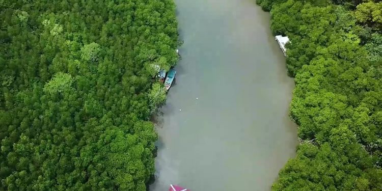 Suak Parak Belitung, Dewi Bahari Penyimpan Cadangan Karbon