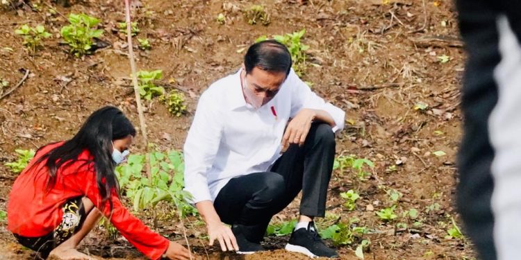Jokowi Tanam Pohon Bareng Masyarakat NTB