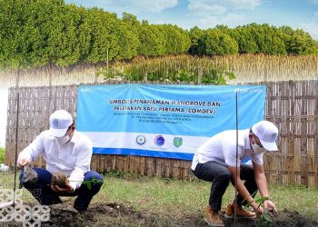 Pelindo Rehabilitasi Kawasan Mangrove