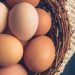Harga Telur Naik, ini Pemicunya