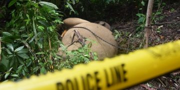 Gading Gajah yang Hilang di Aceh Tenggara Masih Jadi Misteri