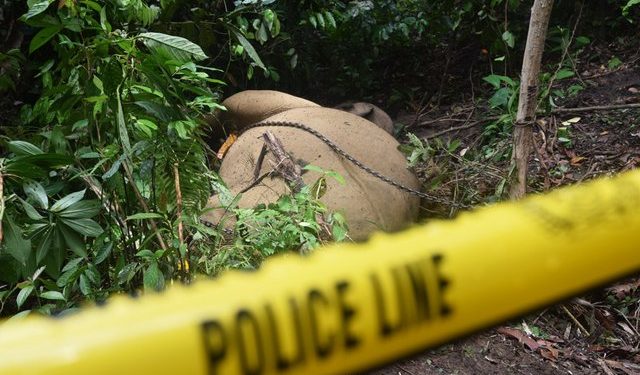 Gading Gajah yang Hilang di Aceh Tenggara Masih Jadi Misteri