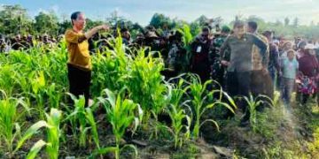 Jokowi Tinjau Food Estate Jagung di Papua