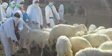 Daging Dam Jamaah Haji  Dikirim ke Indonesia