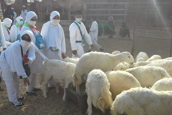 Daging Dam Jamaah Haji  Dikirim ke Indonesia