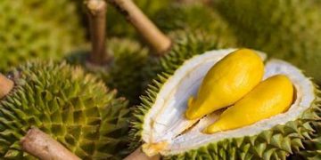 Makan Durian Bikin Sakit Jantung hingga Janin Mati