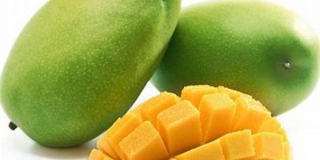 Penderita Asam Urat Dilarang Makan Mangga