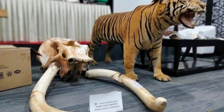 Menilik Barang Bukti Perdagangan Satwa Lindung Aceh