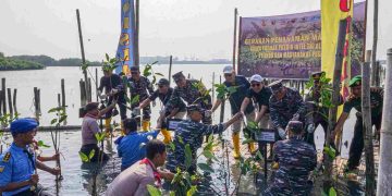 Peringati Hari Magrove Sedunia, TNI AL dan Pelindo Gelar Aksi Konservasi Tanam Bakau