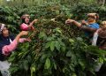 Pemerintah Siapkan Rp 40 M untuk Pulihkan Kebun Kopi Rusak di Aceh