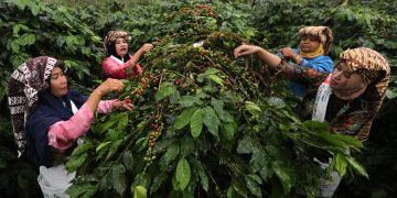 Pemerintah Siapkan Rp 40 M untuk Pulihkan Kebun Kopi Rusak di Aceh
