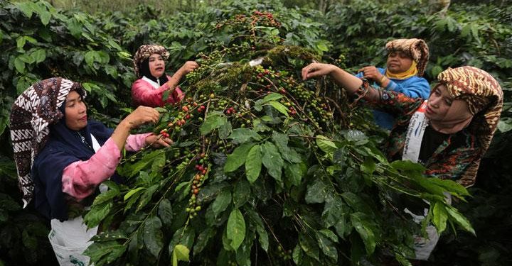 Pemerintah Siapkan Rp 40 M untuk Pulihkan Kebun Kopi Rusak di Aceh