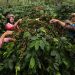Pemerintah Siapkan Rp 40 M untuk Pulihkan Kebun Kopi Rusak di Aceh