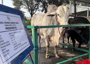 Prabowo Kurban 1.098 Sapi Pakai APBN, Begini Penjelasan MUI