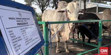 Prabowo Kurban 1.098 Sapi Pakai APBN, Begini Penjelasan MUI